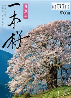 日本の一本樱