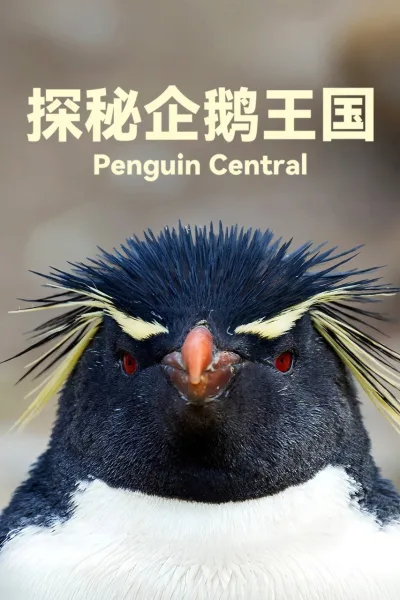 探秘企鹅王国