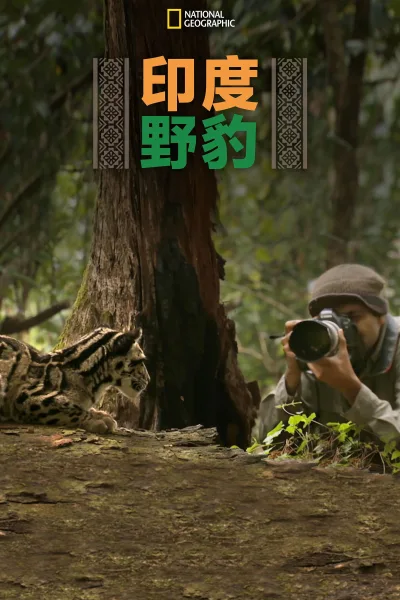 印度野豹