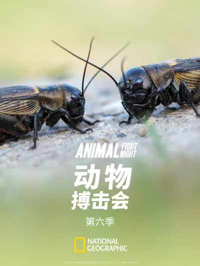 动物搏击会 第 6 季