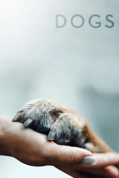 爱犬情深 第 1 季