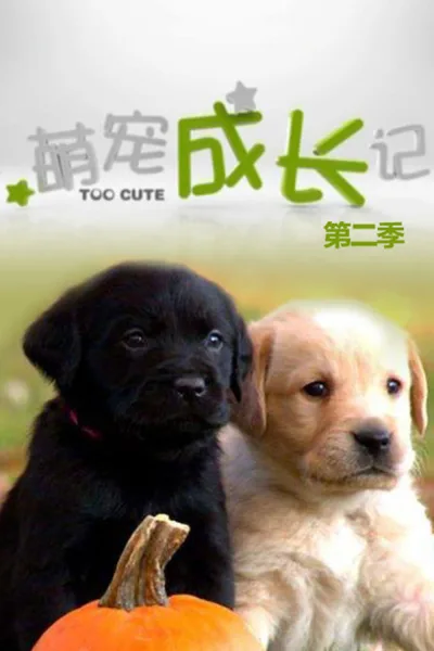 萌宠成长记 第 2 季