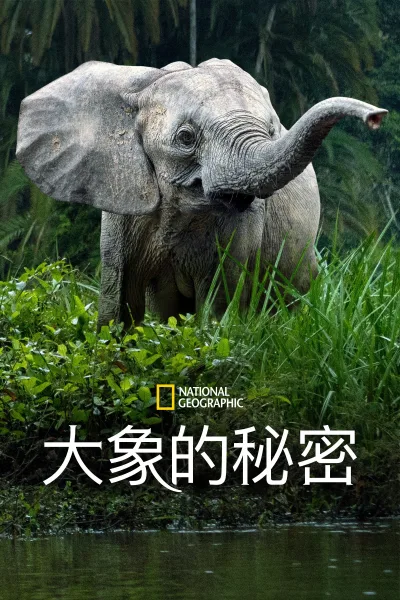大象的秘密 第 1 季